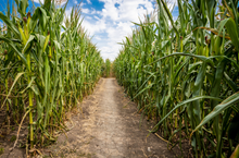 Load image into Gallery viewer, Corn Maze Adult (Ages 13&amp; UP) : October 1
